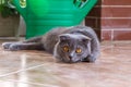 British shorthair sitting on tiled floor