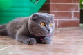 British shorthair sitting on tiled floor