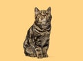 British Shorthair tabby kitten looking up on orange background Royalty Free Stock Photo