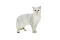 British Shorthair tippie Royalty Free Stock Photo