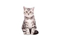 British Shorthaired Cat Royalty Free Stock Photo