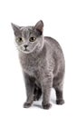 British Shorthaired Cat