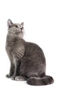 British Shorthaired Cat Royalty Free Stock Photo