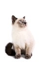 British Shorthaired Cat Royalty Free Stock Photo