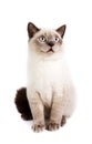 British Shorthaired Cat Royalty Free Stock Photo