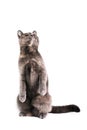 British Shorthaired Cat Royalty Free Stock Photo