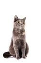 British Shorthaired Cat Royalty Free Stock Photo