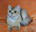 British shorthaired golden chinchilla with big green eyes lies on the sofa looking at the camera close-up Royalty Free Stock Photo