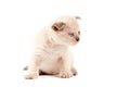 British shothair kitten Royalty Free Stock Photo