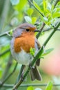 British Springtime robin