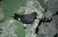 British storm petrel, Hydrobates pelagicus