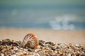 British summer  beach with nautilus pompilius sea shell Royalty Free Stock Photo