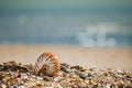 British summer beach with nautilus pompilius sea shell