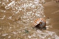 British summer beach with nautilus pompilius sea shell