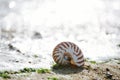 British summer beach with nautilus pompilius sea shell