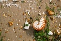 British summer beach with nautilus pompilius sea shell