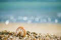 British summer beach with nautilus pompilius sea shell Royalty Free Stock Photo