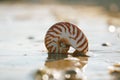 British summer beach with nautilus pompilius sea shell Royalty Free Stock Photo