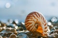 British summer beach with nautilus pompilius sea shell