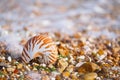 British summer beach with nautilus pompilius sea shell Royalty Free Stock Photo