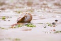 British summer beach with nautilus pompilius sea shell Royalty Free Stock Photo