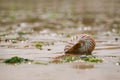 British summer beach with nautilus pompilius sea shell