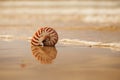 British summer beach with nautilus pompilius sea shell