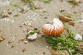 British summer beach with nautilus pompilius sea shell Royalty Free Stock Photo