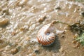 British summer beach with nautilus pompilius sea shell Royalty Free Stock Photo