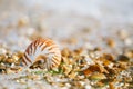 British summer beach with pompilius sea shell