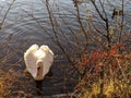 British swan in winter Drumpellier park Coatbridge Scotland UK