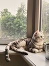 British tabby cat lies and looks out the window. warm and homely comfort. gray, white, tabby cat and green eyes Royalty Free Stock Photo