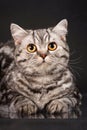 British tabby shorthair young cat with yellow eyes, britain kitten on black background, closeup portrait Royalty Free Stock Photo