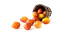 British Victoria Plums in Wooden Plant Pot and on White Background