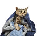 British wet kitten after the showe Royalty Free Stock Photo