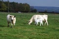 British white cattle of a bull, cow, & calf in a farmland Royalty Free Stock Photo