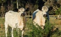 British White Cattle Royalty Free Stock Photo