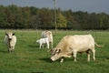 British White Cattle Royalty Free Stock Photo