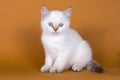 British white fluffy kitten