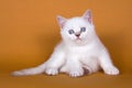 British white fluffy kitten