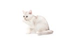 British white kitten on a white background, washes, licks a paw Royalty Free Stock Photo