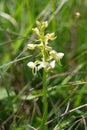 British white orchid growing in field