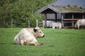 British white park bull sitting on a green pasture with stable in the background