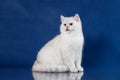 British white shorthair young cat with magic Blue eyes, britain kitten sitting on blue background with reflection