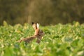 Hare in a crop field Royalty Free Stock Photo