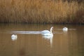 British wildlife. Mute swans on a nature reserve Royalty Free Stock Photo