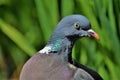 British wood pigeon in garden in the summer