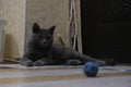 British young cat try to catch a toy