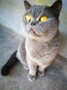 Britishshorthair cat Tesla Royalty Free Stock Photo