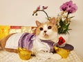Britishshorthaircat adorablecat lovelycat cute Chinese New Year Royalty Free Stock Photo